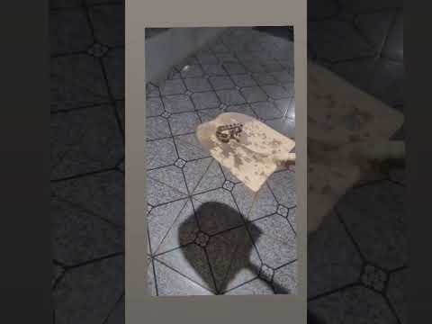 QUE COBRA É ESSA ???  Estado de Goiás (Anicuns) @biologohenriqueoficial @Diogoribero