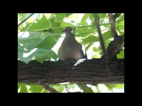 tortolita cuyana y sus bbs