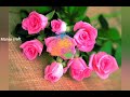 Chittu Chittu Kuruvikku Kodu Ethuku WhatsApp Status Song Tamil Song In Video Song
