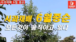 [사과재배] 6월 중순, 여기에 촛점을 맞추어야 한다/가을을 결정 지을수 있다/지금부터 착색관리