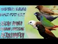 Suara Pikat Burung Pipit Ribut 100 Cocok Untuk Masteran