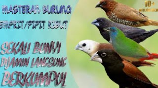 Download lagu Suara Pikat Burung Pipit Ribut || 100% Cocok untuk masteran mp3