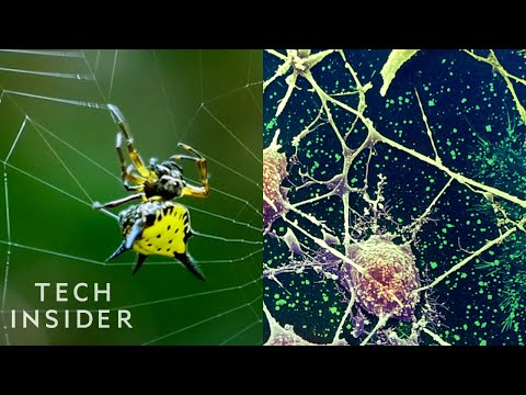 蜘蛛絲如何改變世界 (How Spider Silk Could Change The World)