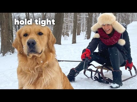 My Dog's Reaction to the First Snow