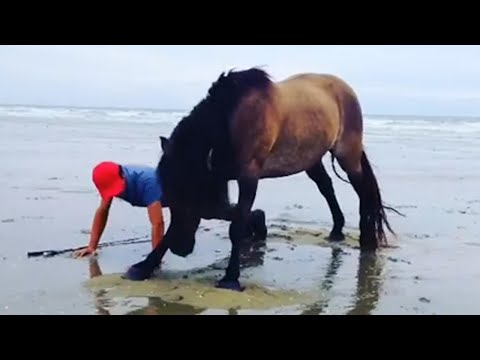 Vous ne regretterez pas d'avoir un cheval vidéos mignonnes de chevaux et d'humains