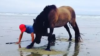 Vous ne regretterez pas d'avoir un cheval vidéos mignonnes de chevaux et d'humains