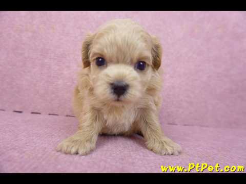 03/22馬爾泰迪公幼犬