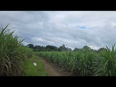 Sri Lanka Sugarcane Drone Application / 스리랑카 사탕수수 농장 드론 항공 시비 현장 영상입니다. — YouTube 영상 썸네일