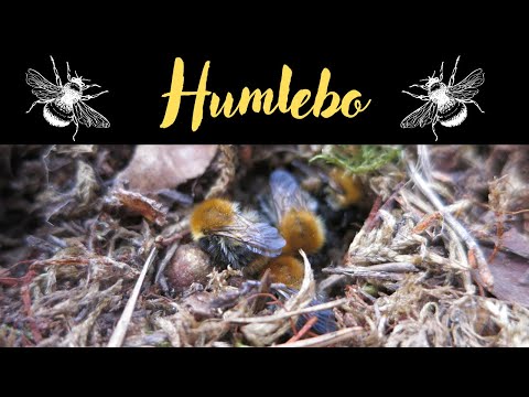 Men titta , ett humlebo!