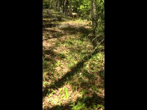 Bowtech fanatic 43yards