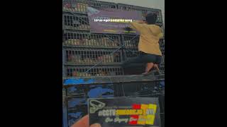 Download lagu story wa jowo fersi truk ayam #shortvideo #truk #cctvindonesia mp3 Download lagu story wa jowo fersi truk ayam #shortvideo #truk #cctvindonesia mp3