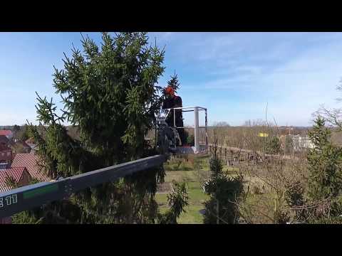 Dokumentation von Baumfällarbeiten in einem Wohngebiet.