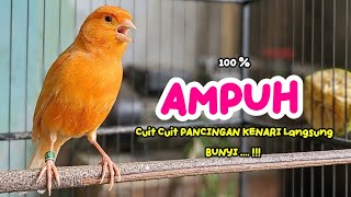Download lagu Suara PANCINGAN Kenari PAUD Belajar Bunyi Ngeriwik Kenari GACOR Panjang || Masteran Kenari Paud mp3