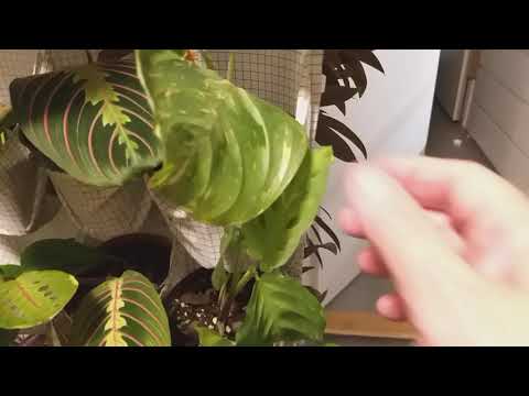 Uppdatering , växtvägg snart 3 veckor. Se här hur den närapå ramlar över mig.