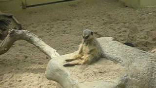 Meerkat at the Atlanta Zoo falling asleep