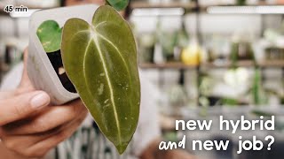 my new anthurium hybrid & a major life change?! repot with me 💚