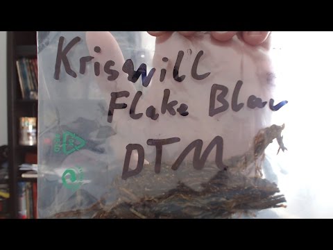 Reingeschmeckt - Kriswill Medium Navy Cut