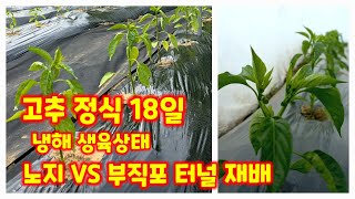 고추 정식 18일 노지 부직포 터널재배 비교 품종별 생육상태 냉해 세븐스타 순돌이와대근이 칼라킹 서울대농대 …