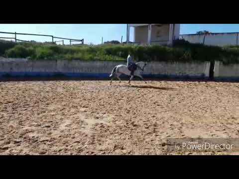 Lagartixa  Coudelaria António Paim