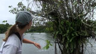 Christie Riehl - WHY COOPERATE? - POR QUÉ COOPERAR? | Smithsonian ...