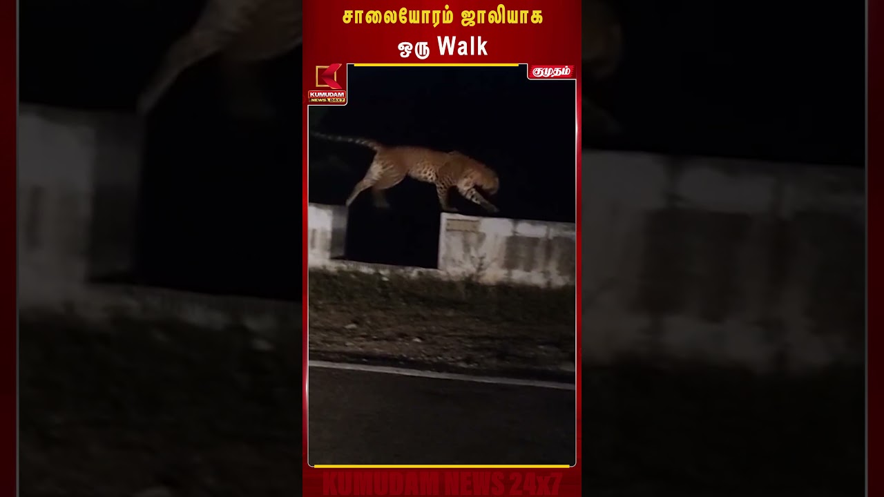 சாலையோரம் ஜாலியாக WALK... ஈரோட்டில் சிறுத்தை நடமாட்டம் | Erode news |Tamil latest news| #shorts