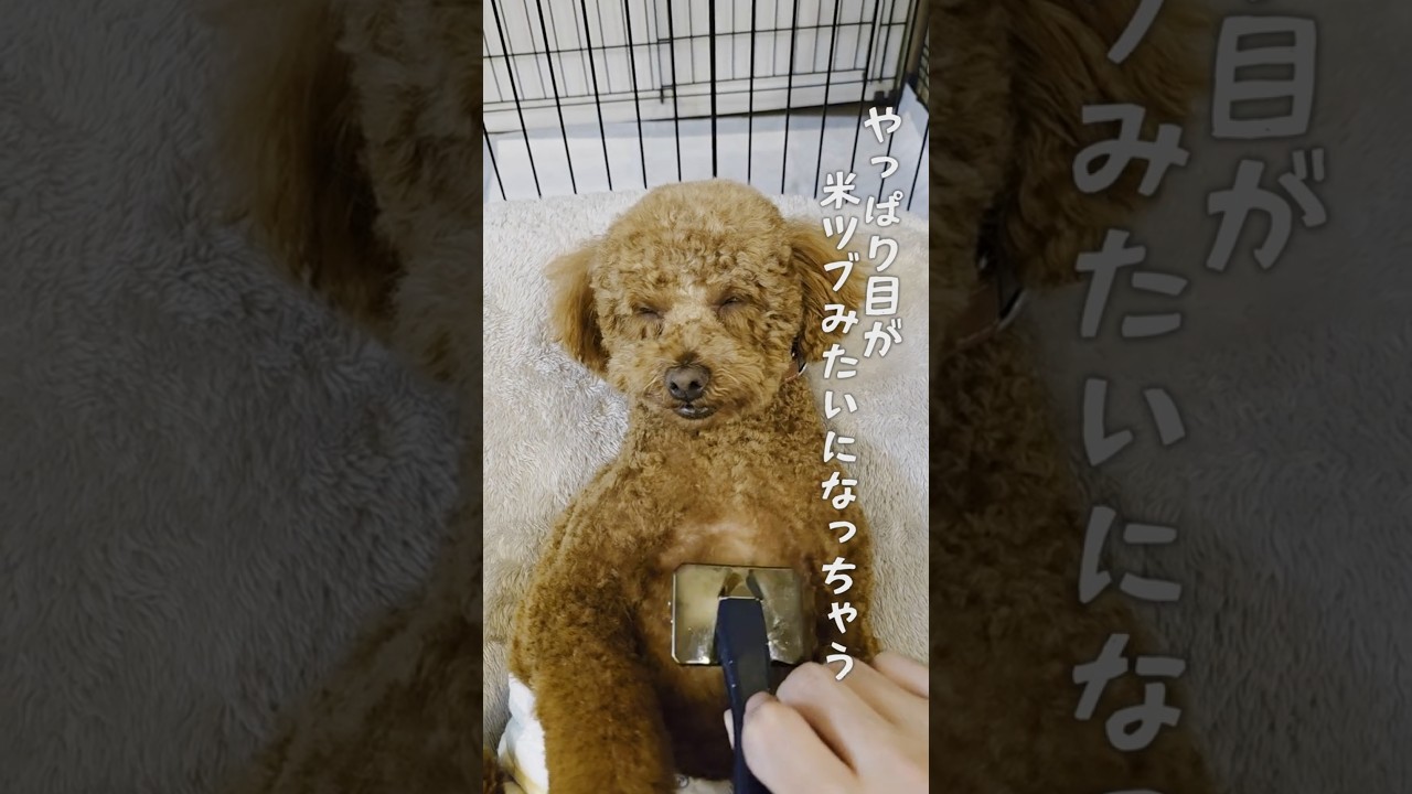 マッサージが気持ちよくて、目が小さくなっちゃうトイプードル