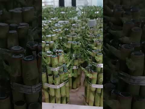 Lucky Bamboo Growing Guide
