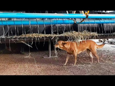 Doggo Tickles Himself On Combine Harvester