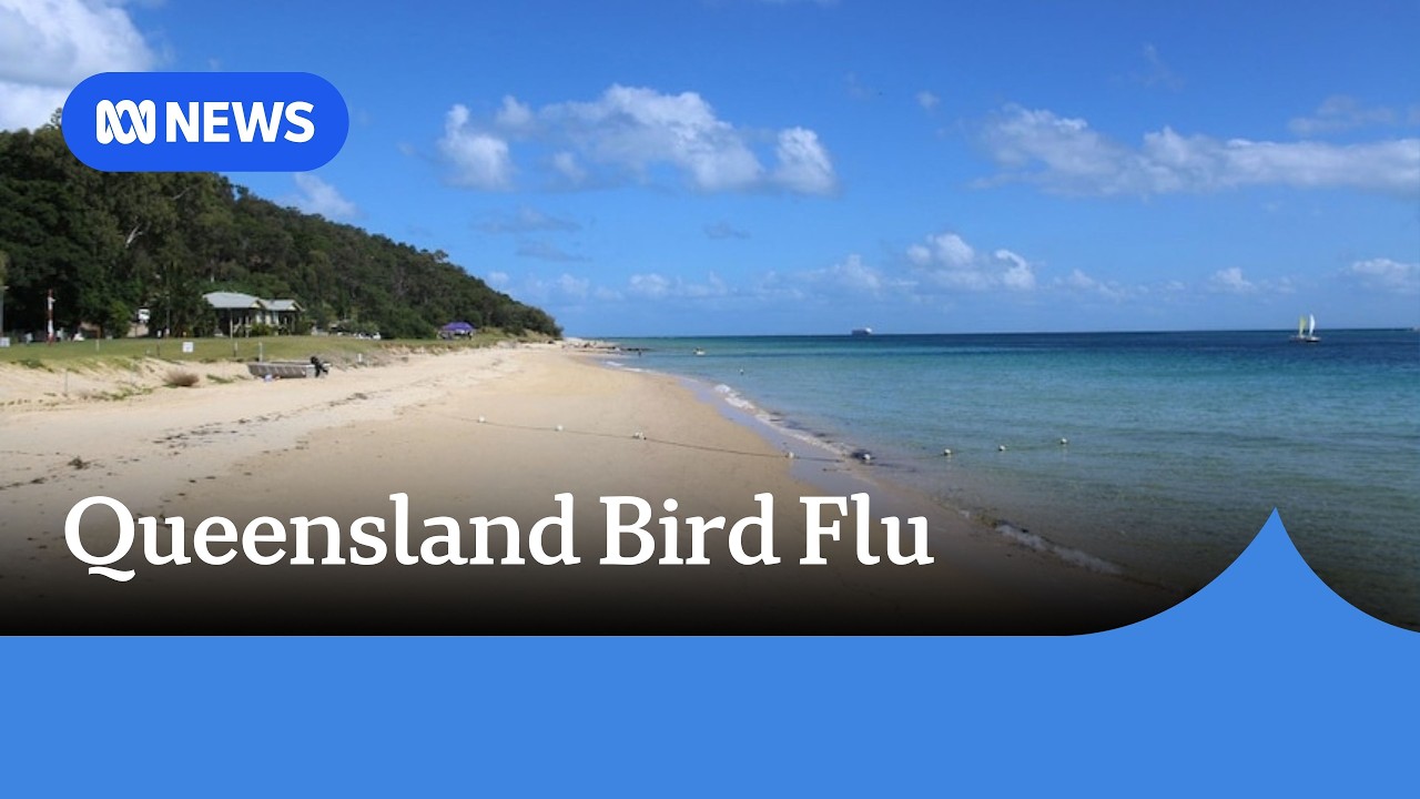 Australia confirms first suspected bird flu case in Queensland seabird