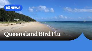 Australia confirms first suspected bird flu case in Queensland seabird