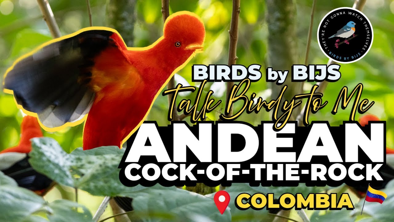 Andean Cock-of-the-Rock - Birding Colombia - BIRDS by BIJS