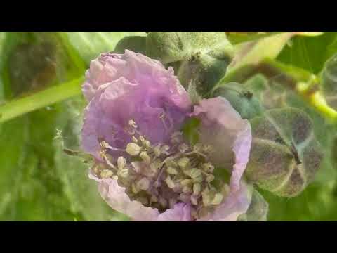image video : Un jardin à Poitiers qui inspire le printemps