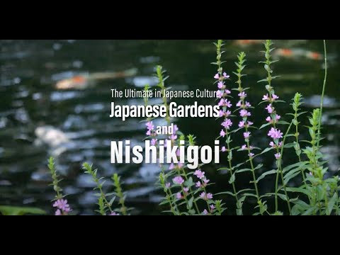 bassin-poisson-carpe-koi-forme-floue-jardin-contemporain