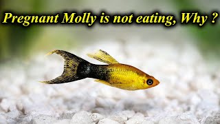 Comment Reply... My pregnant Molly fish is not eating, what is the reason ?... / Fish Aquarium Tamil
