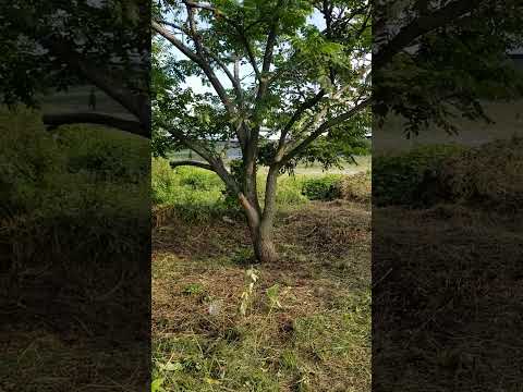  2月にクルミの木を剪定できますか? 「はい」の場合、どのように操作しますか? 2024 年のガイド  庭園