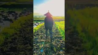 Download lagu #lexssenja. Mentahan vidio vlog. pemandangan penuh sawah story / wa 30 dtk pendek. mp3