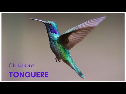 Chakana - TONGUERE