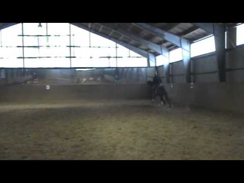 3-j. Holsteiner Wallach v. Cassini II x Linaro x Carthago, St. 18