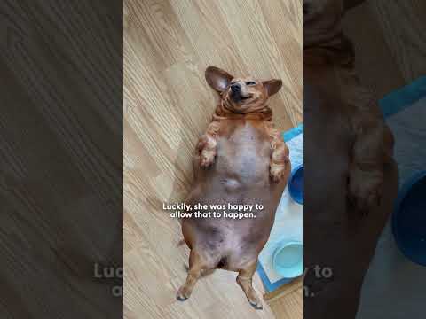 Dachshund masivamente sobrealimentado recibe una segunda oportunidad de vida | The Dodo