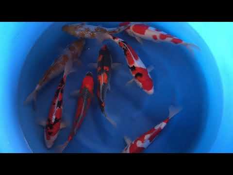 JKS 509 Yamasan Nisai Mix 30-38 cm