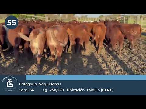 Lote VAQUILLONAS SHORTHORN  Tordillo Bs As