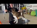 Будущая звезда ринга. Щенок акиты Eva Strider in Diversity