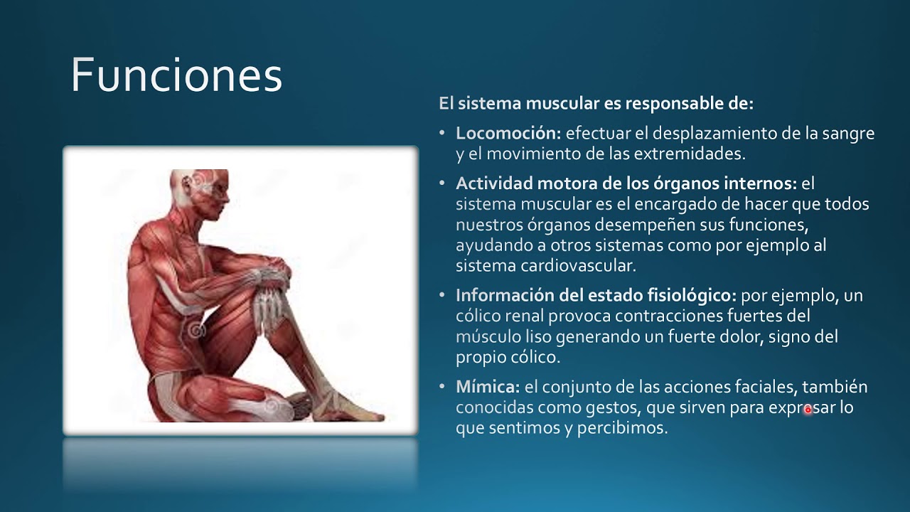 Generalidades sobre Sistema muscular