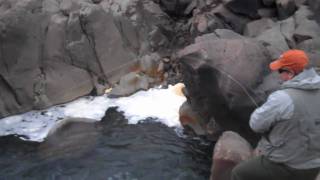 preview picture of video 'Iceland salmon fly fishing in Midfjardara River, late July 2009'