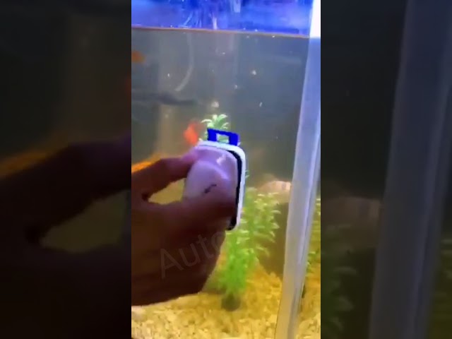 Vídeo relacionado con Herramienta de Limpieza Magnética, Imán para Algas Limpia Cristales Acuario Accesorios Acuario Herramienta de Limpieza de Peceras Adecuado para Ventanas, Ventanas de Acuarios, Puertas de Vidrio