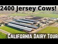 2400 Jerseys on This Beautiful California Dairy Farm!