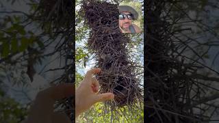 Engenhoso ninho do pássaro João graveto! #aves