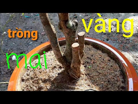 cách trồng mai vàng nguyên thủy , từ đất lên chậu