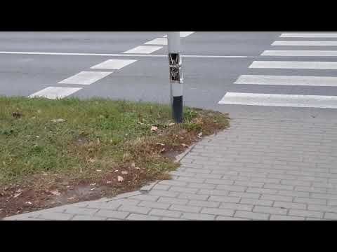 2x VOLVO 7900/801 I 809 Hybrid MPK Inowrocław linia numer 10 i 3.