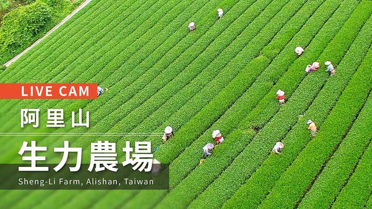 阿里山生力農場